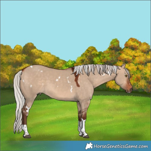 Horse Color:White Spotted Silver Bay Dun Tobiano
