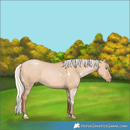 Horse Color:White Spotted Silver Bay Pearl Dun