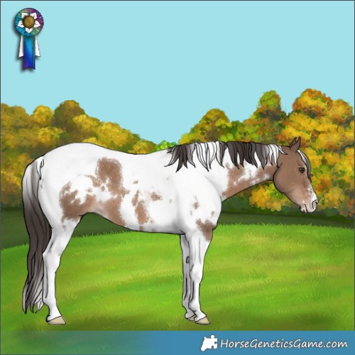 Horse Color:White Spotted Liver Red Dun Tobiano 