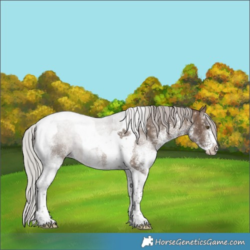 Horse Color:White Spotted Silver Brown Dun Tobiano