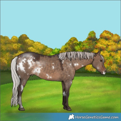 Horse Color:White Spotted Silver Brown Dun