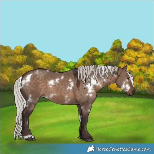 Horse Color:White Spotted Silver Brown Dun