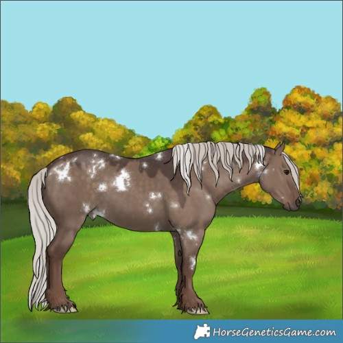 Horse Color:White Spotted Silver Grullo 