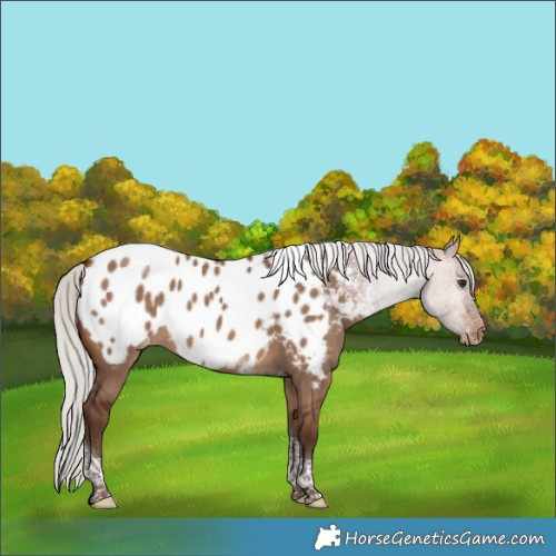 Horse Color:Silver Brown Dun Tobiano Appaloosa