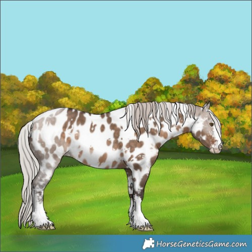 Horse Color:White Spotted Silver Brown Dun Sabino Appaloosa Rabicano 