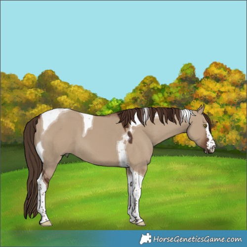 Horse Color:Liver Red Dun Tobiano