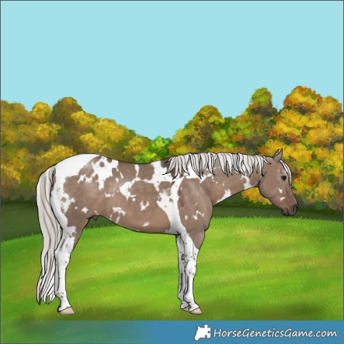 Horse Color:White Spotted Silver Grullo Tobiano