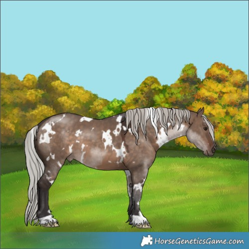 Horse Color:White Spotted Silver Brown Dun