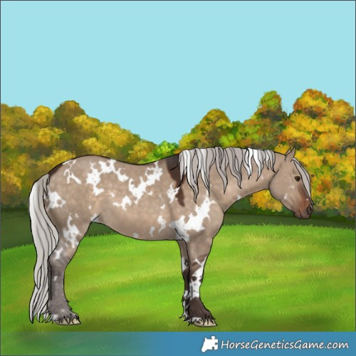 Horse Color:White Spotted Silver Brown Dun