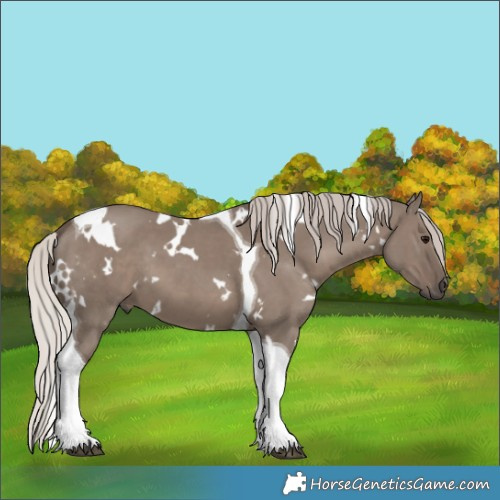 Horse Color:White Spotted Silver Grullo Tobiano