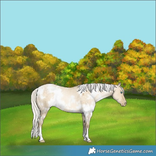 Horse Color:White Spotted Silver Buckskin Pearl Dun