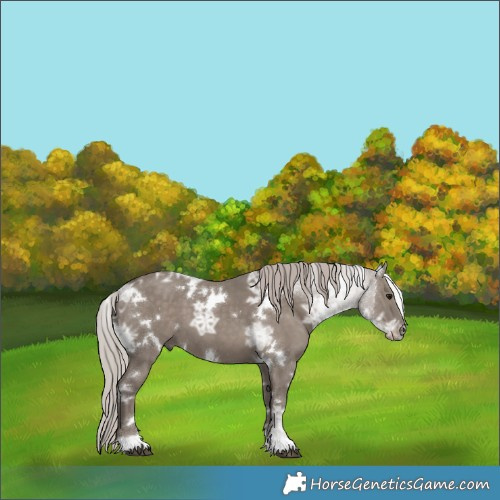 Horse Color:White Spotted Silver Grullo Ice 