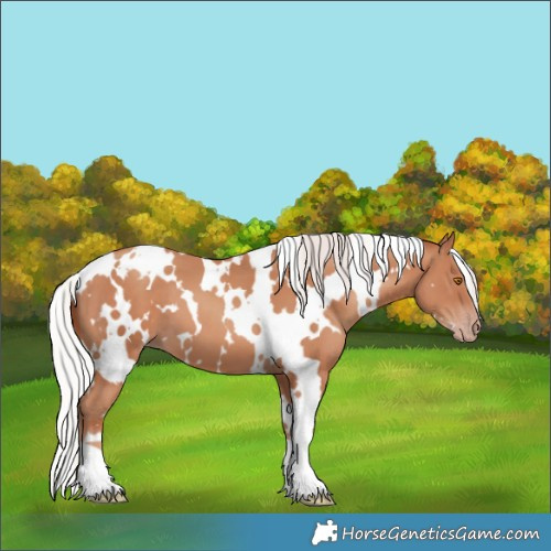 Horse Color:White Spotted Silver Classic Champagne