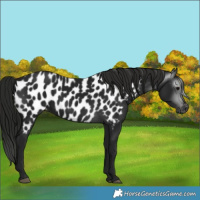 Horse Color:Gray Black Appaloosa