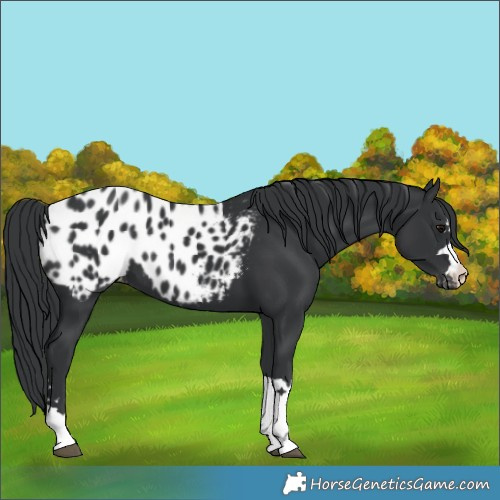 Horse Color:Black Blanket