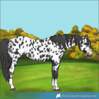 Horse Color:Black Appaloosa