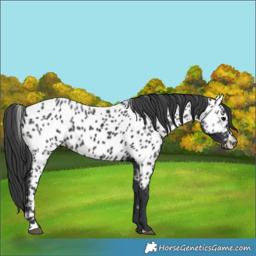 Horse Color:Black Appaloosa
