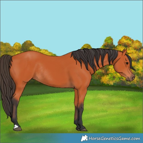 Horse Color:Bay Rabicano