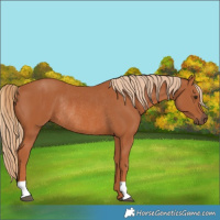 Horse Color:Chestnut Rabicano 