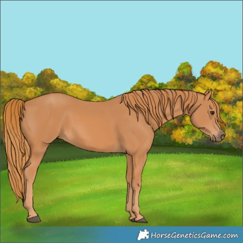 Horse Color:Chestnut Rabicano 