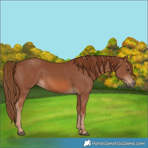 Horse Color:Chestnut Rabicano