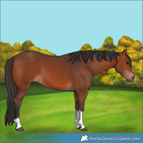 Horse Color:Bay Tobiano