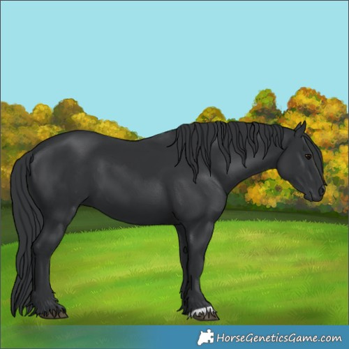Horse Color:Black 