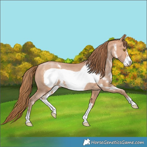 Horse Color:Bay Pearl Sabino Frame Rabicano 