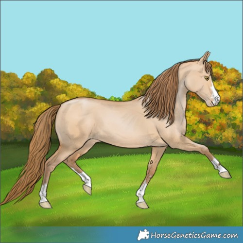 Horse Color:Bay Pearl Dun