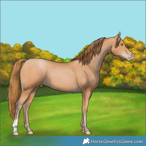 Horse Color:Bay Pearl