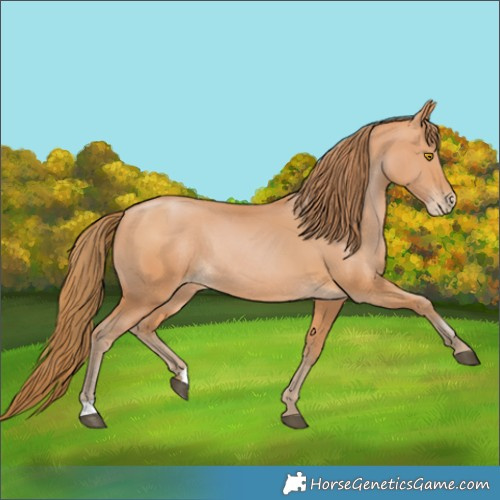 Horse Color:Bay Pearl Rabicano 