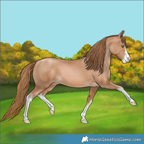 Horse Color:White Spotted Chestnut Pearl 