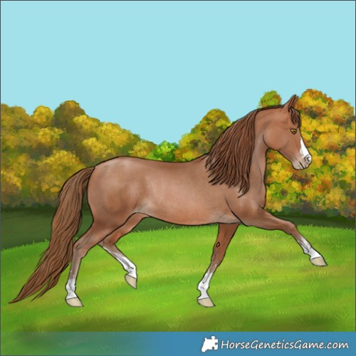 Horse Color:Brown Pearl Rabicano
