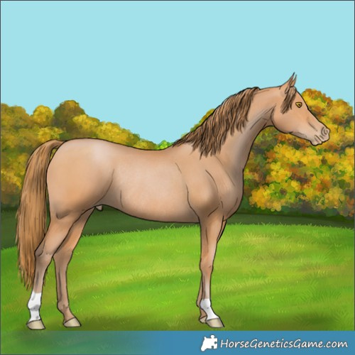 Horse Color:Bay Pearl Rabicano