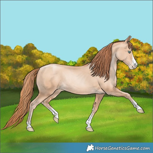 Horse Color:Amber Champagne Pearl Rabicano 