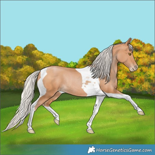 Horse Color:Silver Bay Pearl Tobiano Rabicano