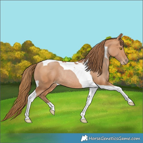 Horse Color:Brown Pearl Tobiano Rabicano 