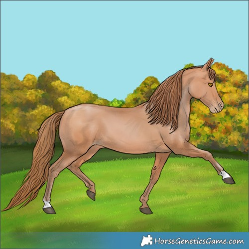 Horse Color:Bay Pearl 