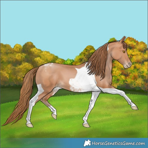 Horse Color:Bay Pearl Tobiano 