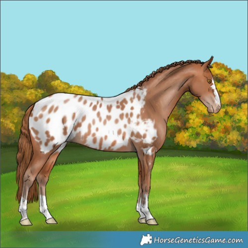 Horse Color:Bay Pearl Blanket 