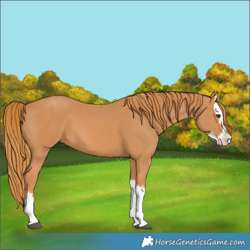 Horse Color:Chestnut Splash 