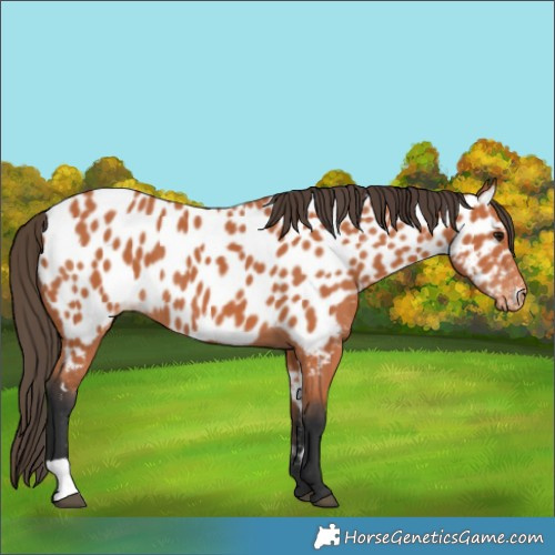 Horse Color:Bay Near Leopard