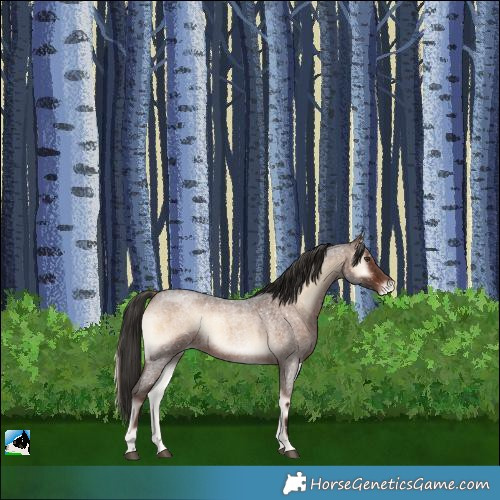 Horse Color:Liver Red Onyx Roan Snowflake Varnish