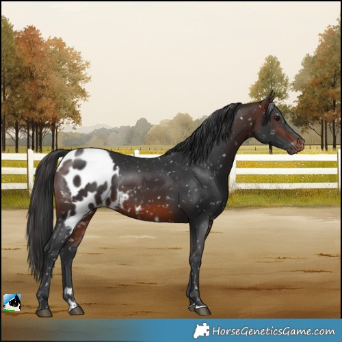 Horse Color:Brown Skewed LP Spotted 