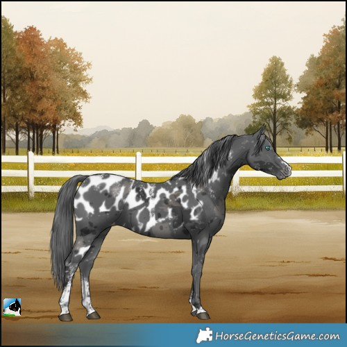 Horse Color:Powder White Black Merle Skewed LP Spotted 