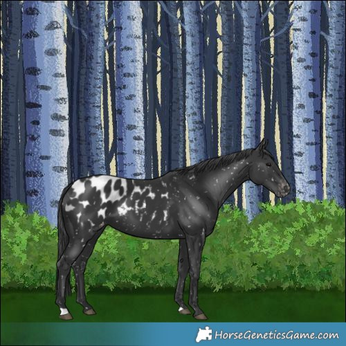 Horse Color:Black Blanket