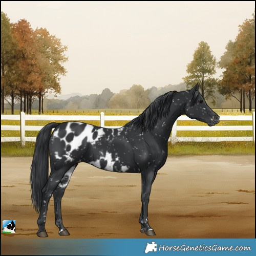 Horse Color:Black Skewed LP Spotted 