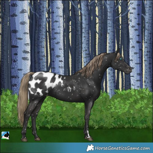 Horse Color:Liver Chestnut Blanket Rabicano 