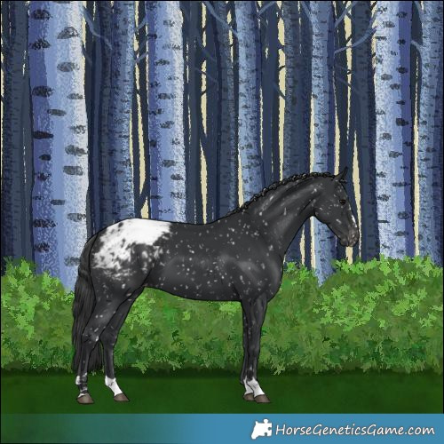 Horse Color:Black Snowcap 