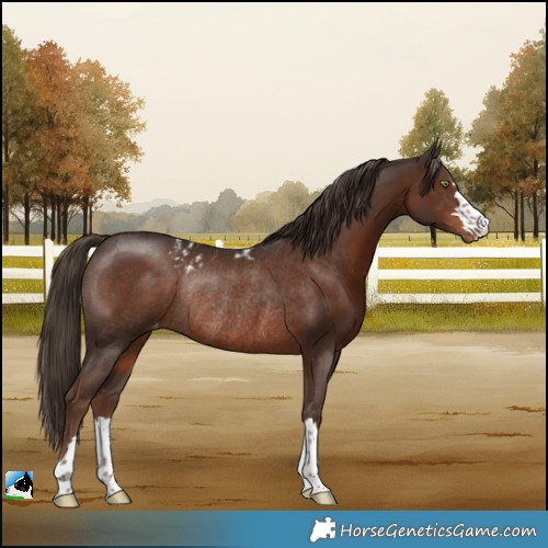 Horse Color:Liver Chestnut Skewed LP Spotted Rabicano 